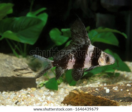 Freshwater Batfish or Chinese Sucker, myxocyprinus asiaticus, Aquarium fish   Royalty-Free Stock Photo #1646439679