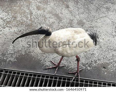 Big white Australian bird ibis waiting for food