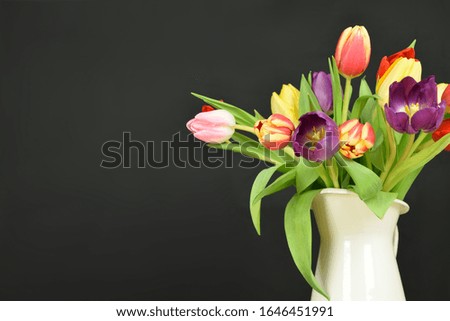Tulips on colored background