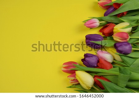 Tulips on colored background