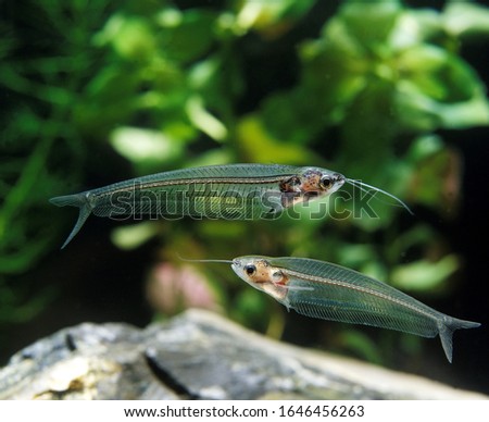 Glass Catfish, kryptopterus bicirrhis, Transparent Fish, Adults   Royalty-Free Stock Photo #1646456263