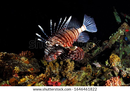 under water lion fish photography