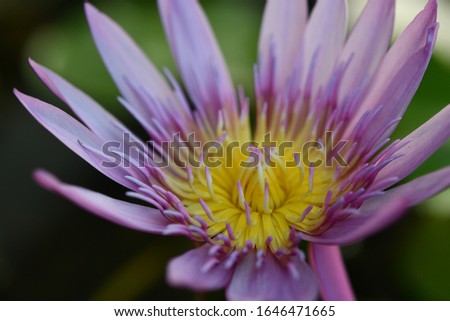 close up picture of beautiful purple lotus flower