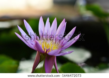 purple lotus flower is blooming 