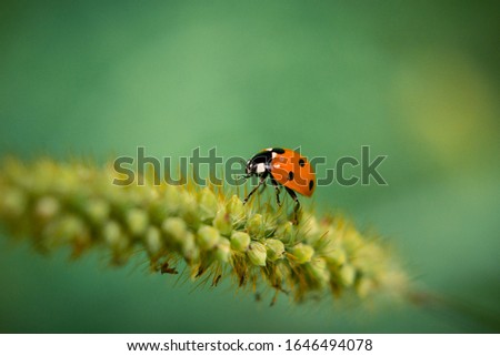 beetle in the green garden