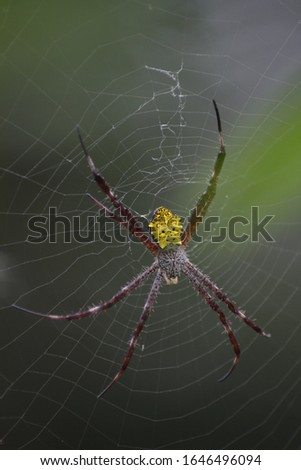 Beautiful spider, can be used anywhere