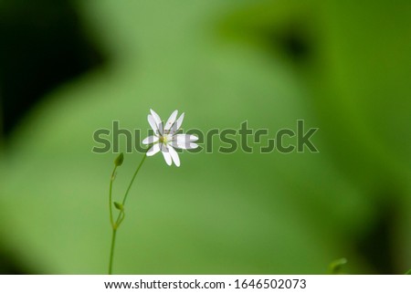 Small white flower in the forest on a blurred background. White small wild flower on a background of green grass.