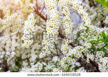 Beautiful white blooming flowering shrub Vanhoutte Spirea or Bridal Wreath (Spiraea Vanhouttei) flower with green leaves in the garden in spring Royalty-Free Stock Photo #1646518528