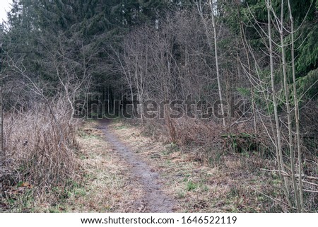 empty dirty gravel dirt road in forest with wet surface in autumn colors