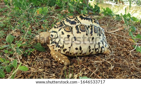 tortoise: indian star tortoise, leopard tortoise