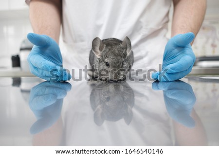 rodent in the hands of a doctor
