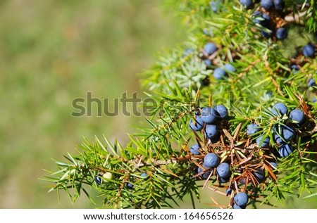 juniper berries Royalty-Free Stock Photo #164656526