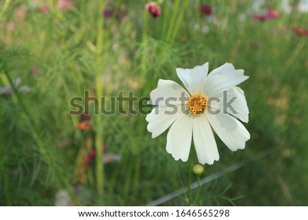 Beautiful white cosmos and sunlight in the garden