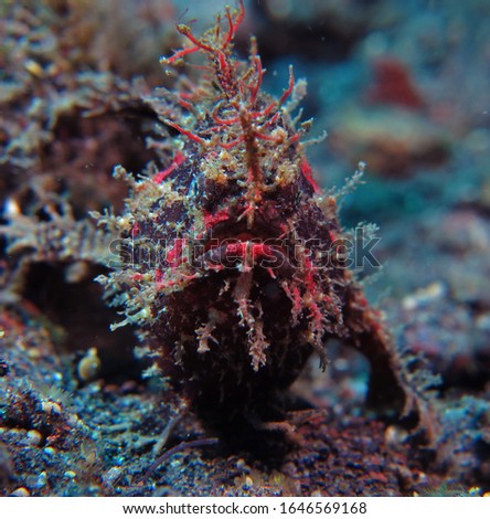Underwater Macro Photography or Muck Diving