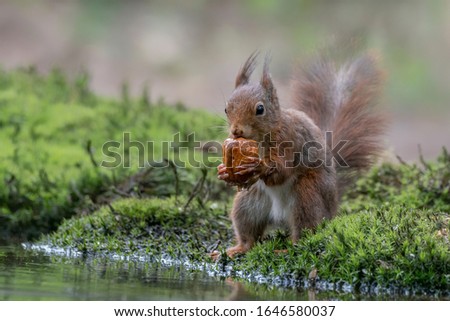 Eurasian red squirrel (Sciurus vulgaris) eating a walnut on the waterfront in the forest of Noord Brabant in the Netherlands.