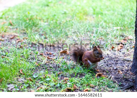 Squirrel with a nut in the park