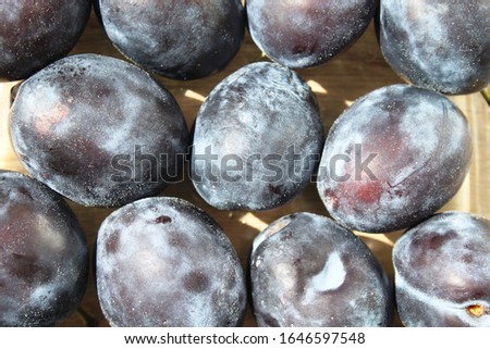 Fresh blue plums close up 