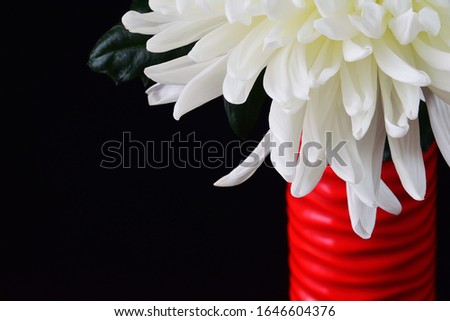 White chrysanthemum in a red vase on a black backdrop. Close up. In the frame, part of the flower located in the upper right corner. Horizontal orientation of the frame. Background, wallpaper.