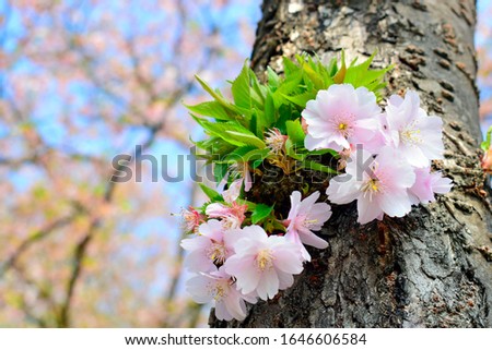 Beautiful of pink flowers cherry blossom or sakura blooming with blurred nature background in the garden at spring or summer season.