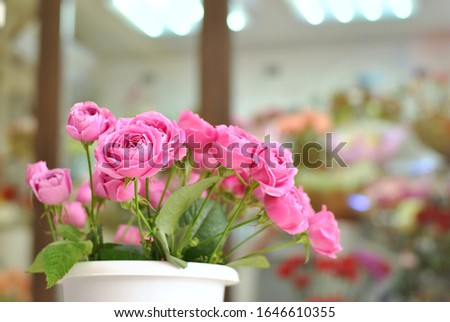 Beautiful bouquet of pink misty bubbles roses in the simple white vase pot. Floral shop concept or holiday congraulattion card. Bright colorful floristic background