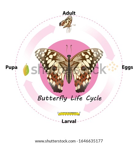 Butterfly life cycle vector for Education,Agricultural,Science,Graphic design,Artwork.