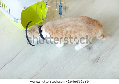 High angle view of domestic cat in collar trying to hide in her cage in vet clinic