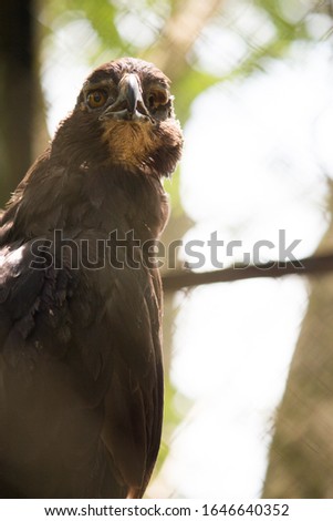 Crested serpent eagle, in a cage in a zoo