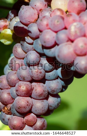 bunch of red grapes on common grape vine