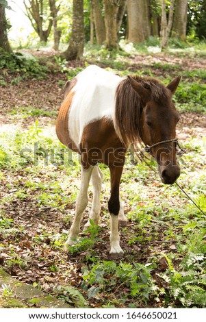 The white brown ponies in the zoo area