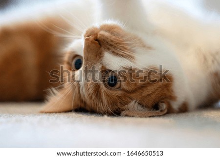 Young playful orange and white tabby cat 