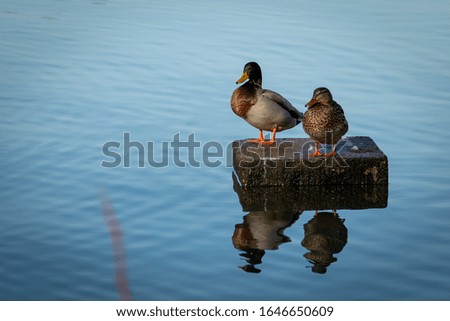 couple of mallard duck siting on a stone in a lake, sunny day, Anas platyrhynchos