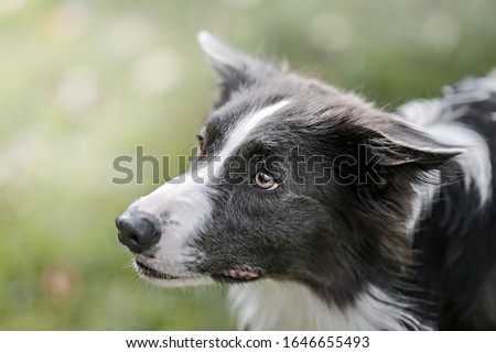dog portrait of Border Collie breed