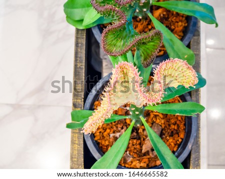 Beautiful close-up pictures of Euphorbia lactea, ornamental plants in the house and blurred backgrounds.