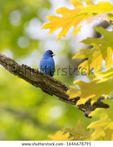 Indigo Bunting blue bird on oak tree branch in springtime (vertical) Royalty-Free Stock Photo #1646678791