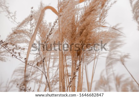 Pampas grass outdoor in light pastel colors. Dry reeds boho style  Royalty-Free Stock Photo #1646682847