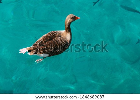 Brown duck swimming on blue  water