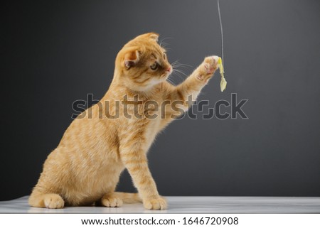 red cat of the Scottish fold breed plays with a bow on a string