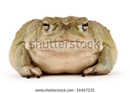 Large Sonoran Desert Toad with a small scar above his mouth, isolated on a white background