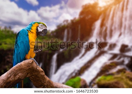 Parrot on the background of Iguazu Falls. Argentina. Traveling South America.