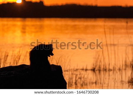 Silhouette of a dog sitting on a stone on a sunset background