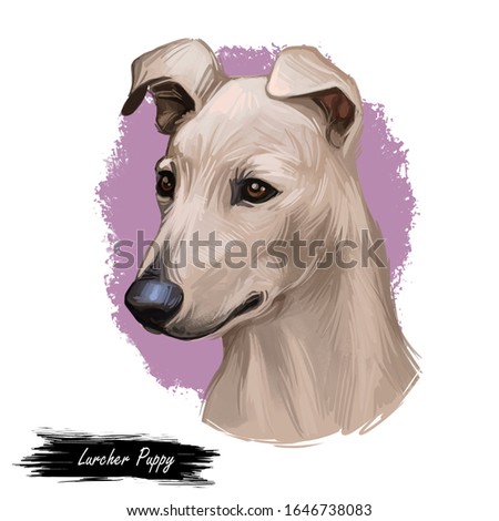 Lurcher puppy, offspring of sighthound mated with pastoral breed or terrier, digital art illustration of cute canine animal. Brown Lurcher head portrait, isoated hand drawn dog muzzle, cross breed