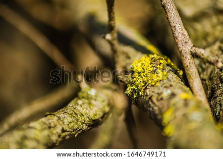 Lichens on branch dry tree 