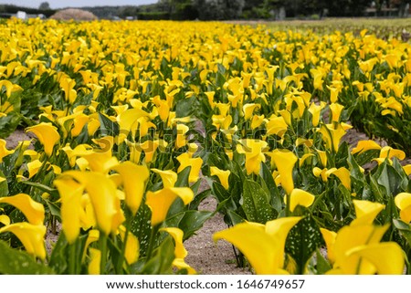 Photo picture of Calla flower colored garden field cultivation