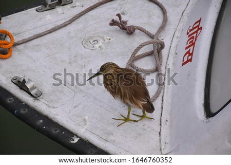 A bird standing on a boat of a police, near banks of ganga river. The word police is written in Hindi with red paint.