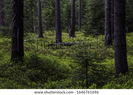 Forest where trunks of trees grows up and under them is blueberries. Royalty-Free Stock Photo #1646761696