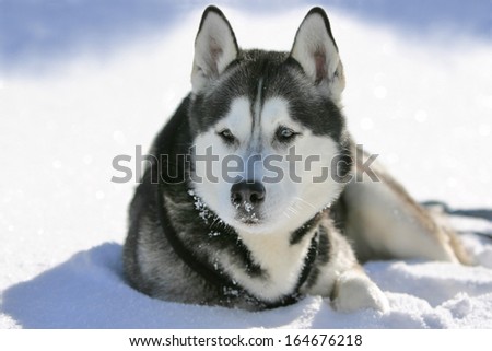 Husky sled dog