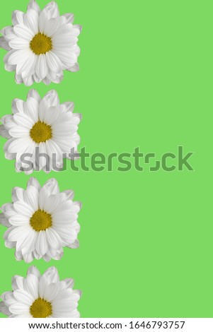 daisies isolated on neon mint  background, greeting card template design with space for text