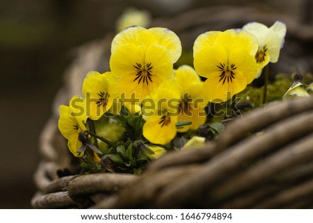 Close up photo of yellow violet flowers in woven basket.