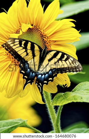An Eastern Tiger Swallowtail Butterfly sits on a brilliant sunflower. Royalty-Free Stock Photo #164680076