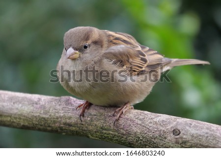 House sparrow, Passer domesticus, female on a branch with green background